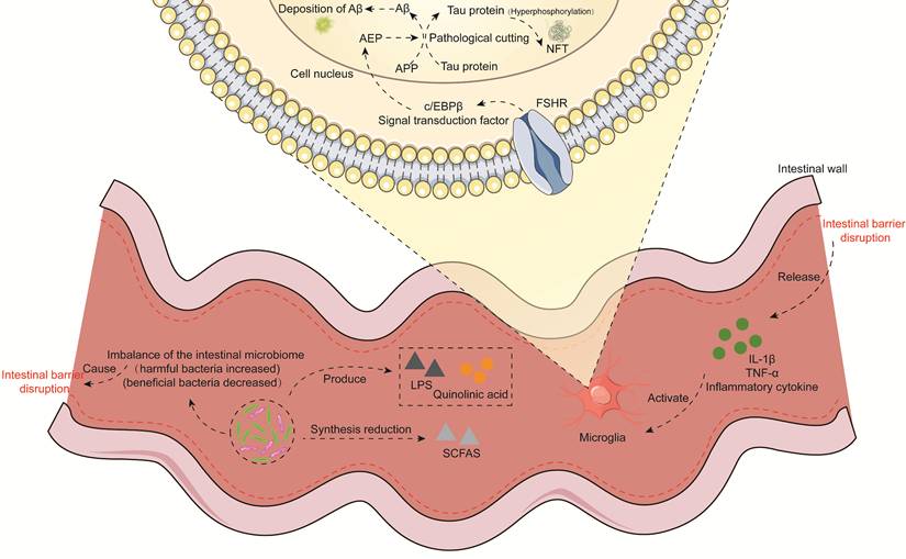 Int J Med Sci Image
