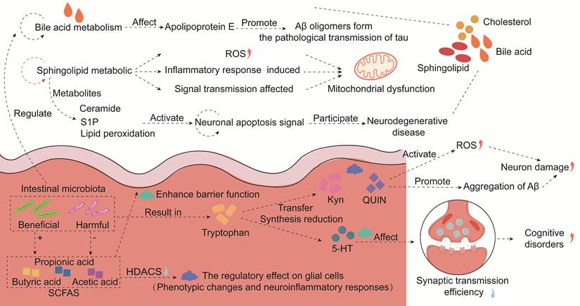 Int J Med Sci Image