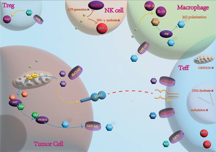 Int J Med Sci Image