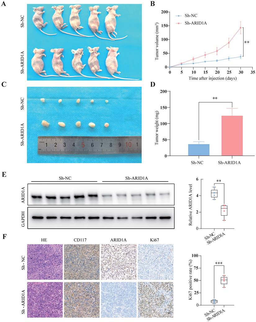 Int J Med Sci Image