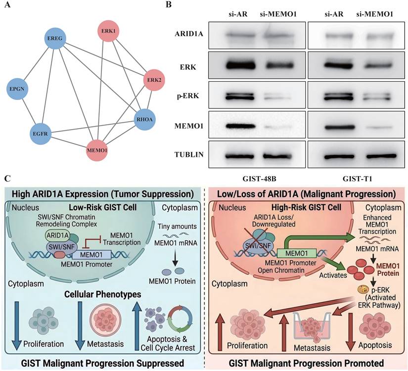 Int J Med Sci Image