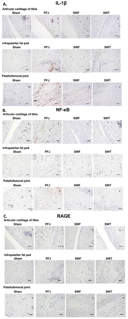 Int J Med Sci Image