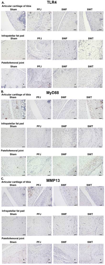 Int J Med Sci Image
