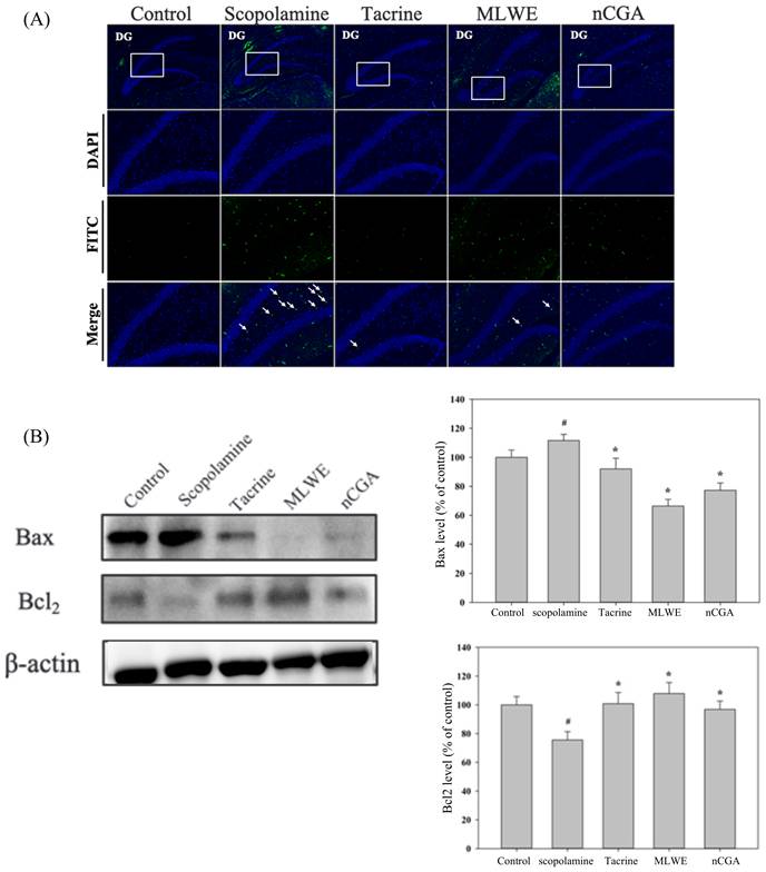 Int J Med Sci Image