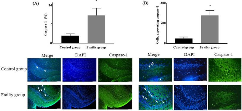 Int J Med Sci Image