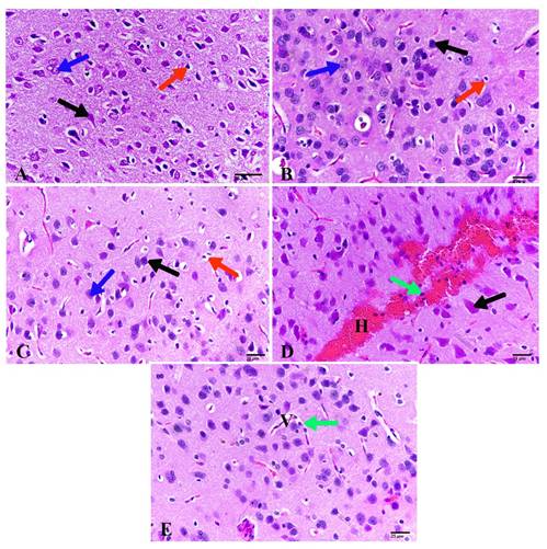 Int J Med Sci Image
