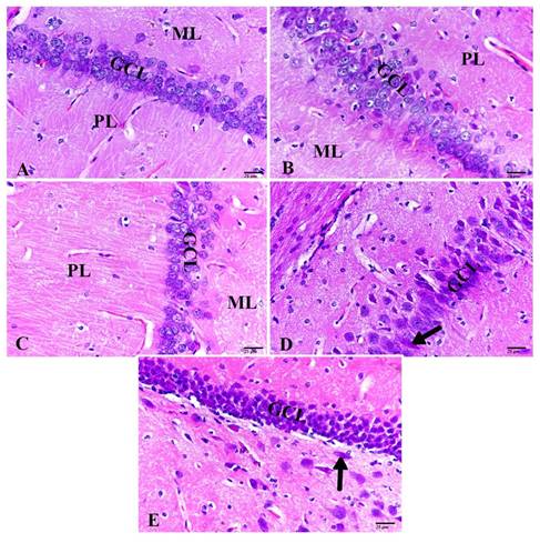 Int J Med Sci Image