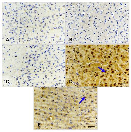 Int J Med Sci Image