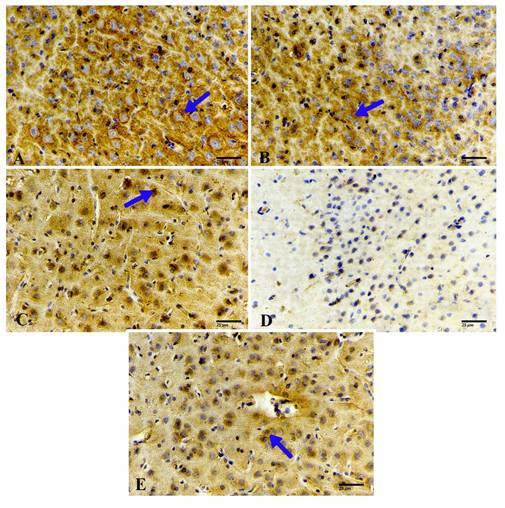 Int J Med Sci Image