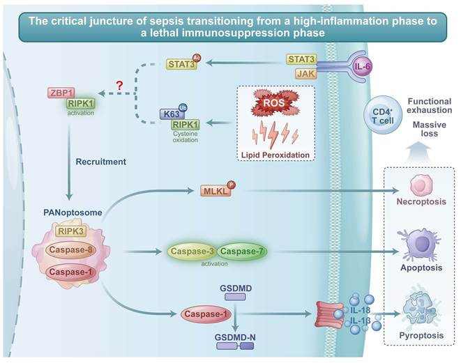 Int J Med Sci Image