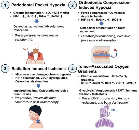 Int J Med Sci Image