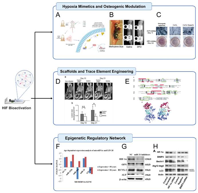 Int J Med Sci Image